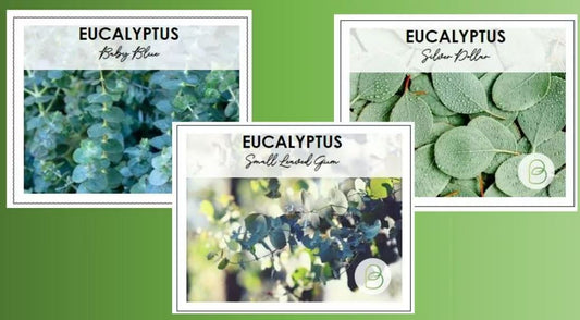 Eucalyptus Seed Bundle