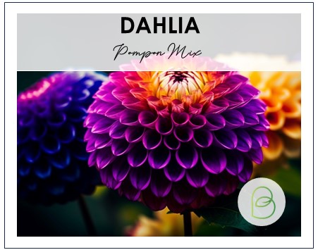 Dahlia Pompon Mix Seeds
