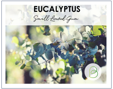 Eucalyptus Small Leaved Gum