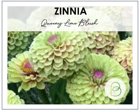 Zinnia Queeny Lime Blotch