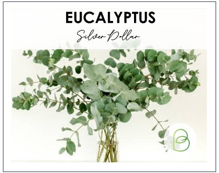 Eucalyptus Silver Dollar