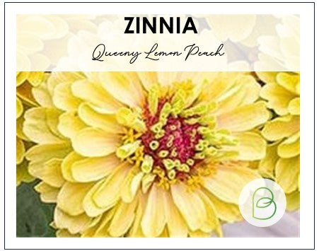 Zinnia Queeny Lemon Peach