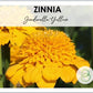 Zinnia Zinderella Yellow