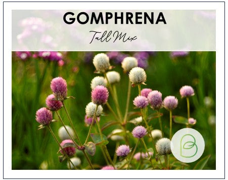 Gomphrena Tall Mix