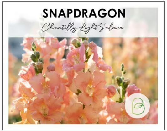 Snapdragon Chantilly Light Salmon Seeds