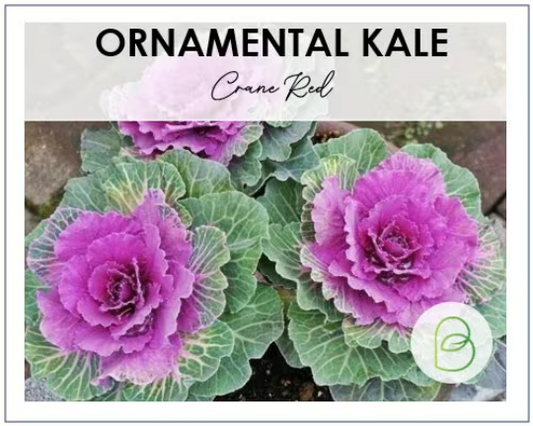 Kale, Ornamental Crane Red