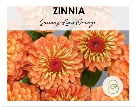 Zinnia Queeny Lime Orange