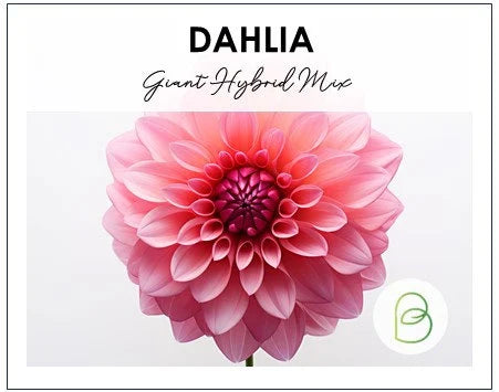 Dahlia Giant Hybrid Mix Seeds